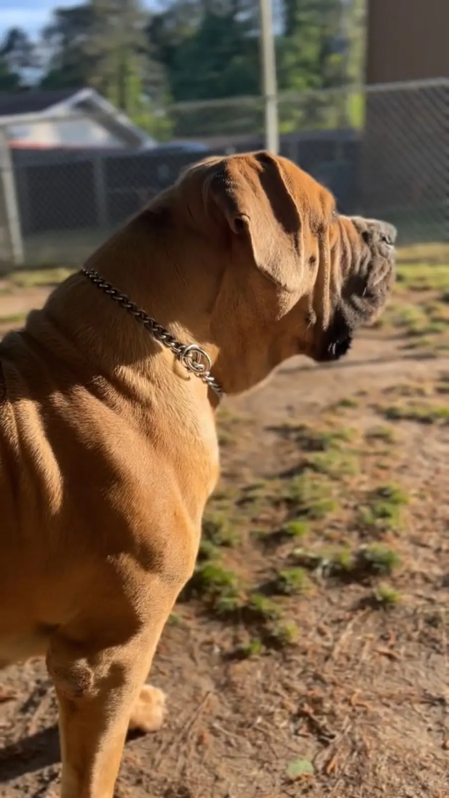 Nova in profile, red coat and chain collar, watching the fence line