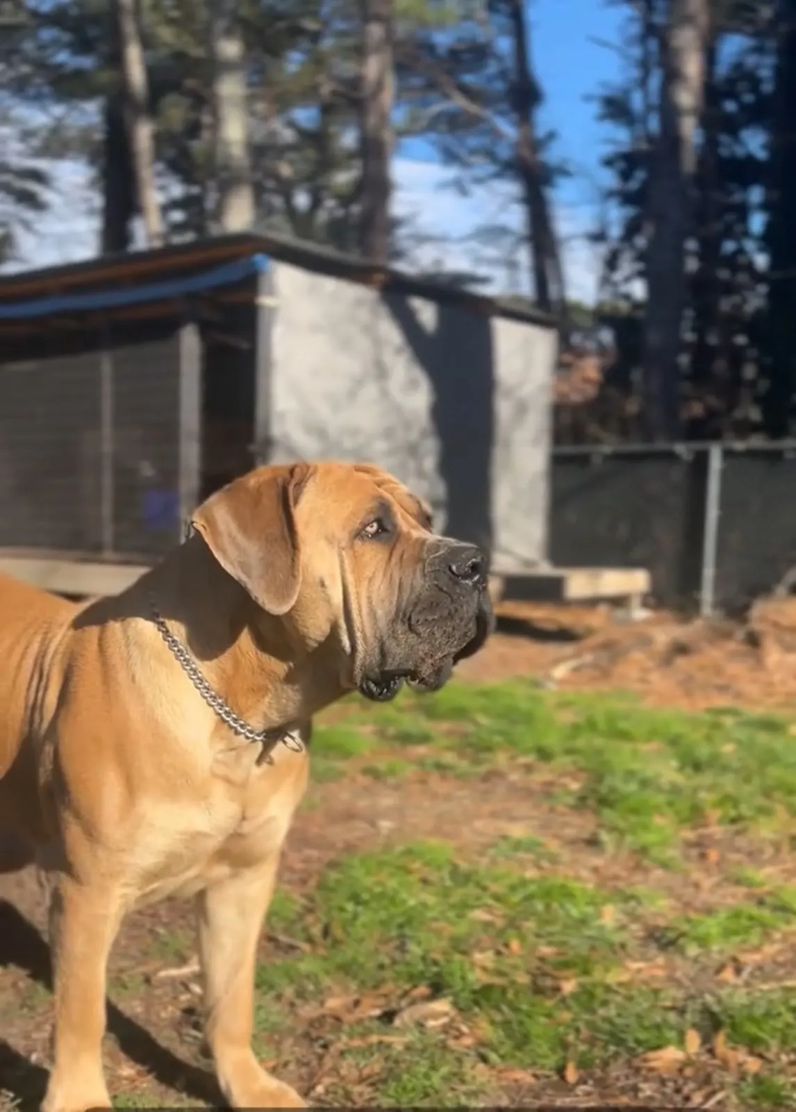 Nova standing tall in the yard, looking off to the side