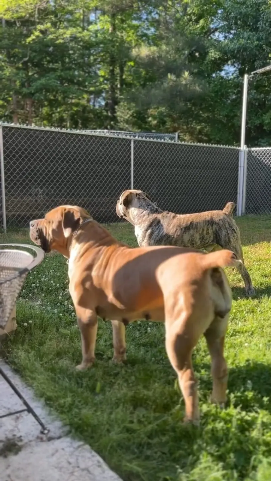 Nova and Zeus together in the grassy yard