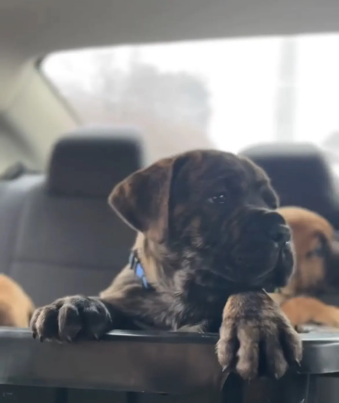 A brindle ZuLand puppy with its paws on the crate, riding home in the car