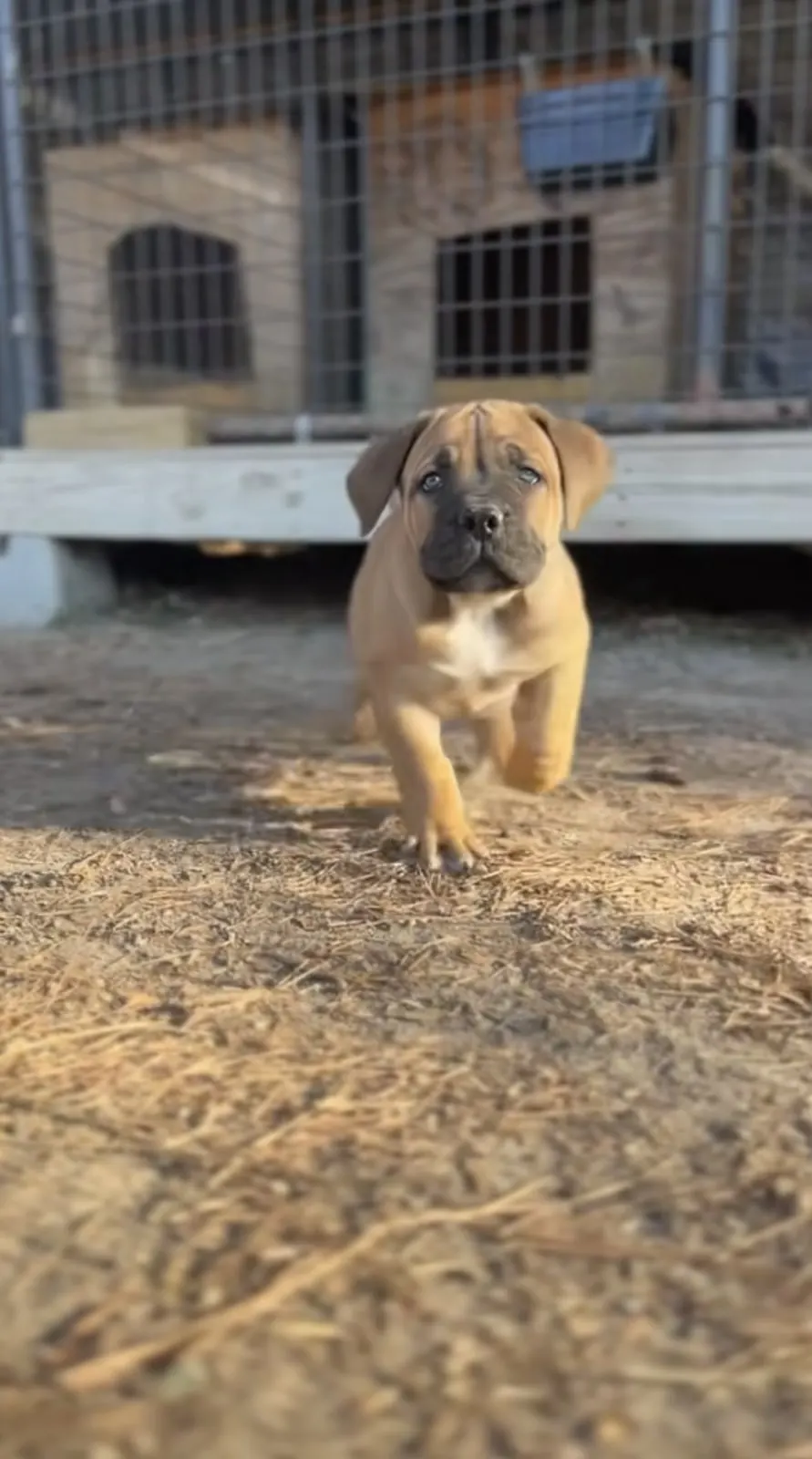 A fawn puppy trotting across the yard toward the camera