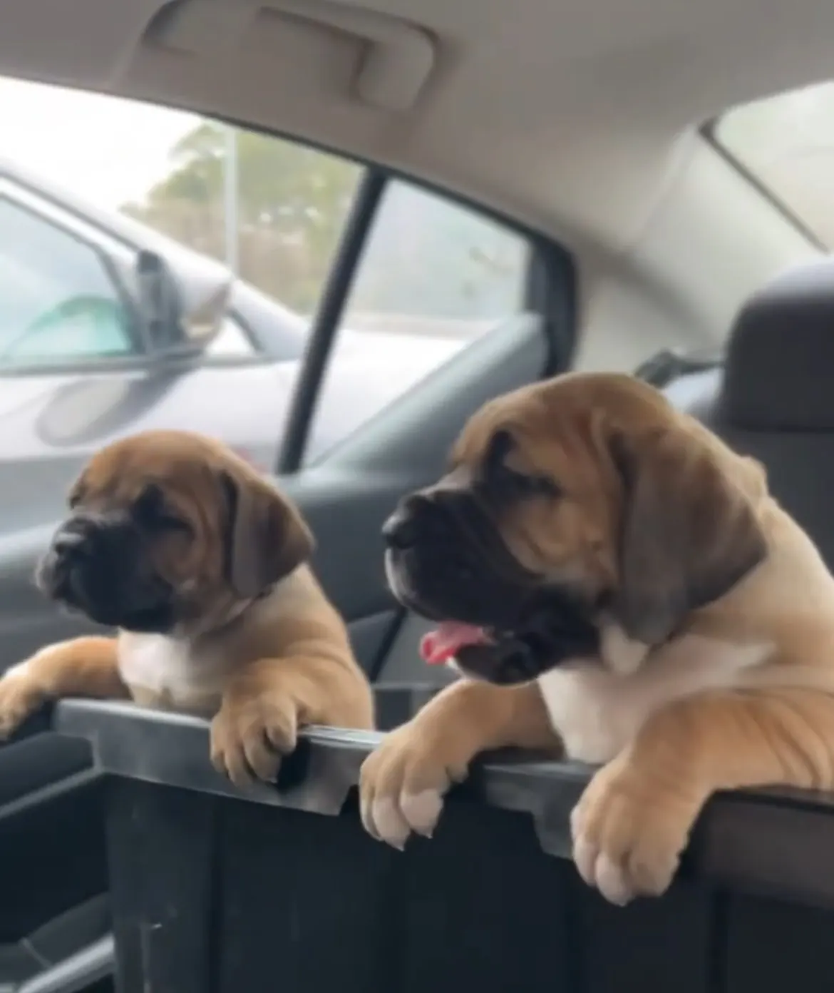 Two fawn ZuLand puppies looking over the edge of a crate in the car