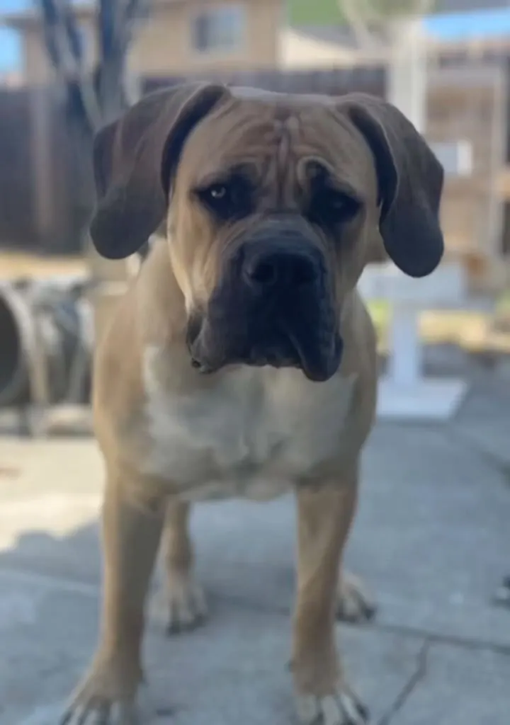 KaYa at nine months, looking straight at the camera