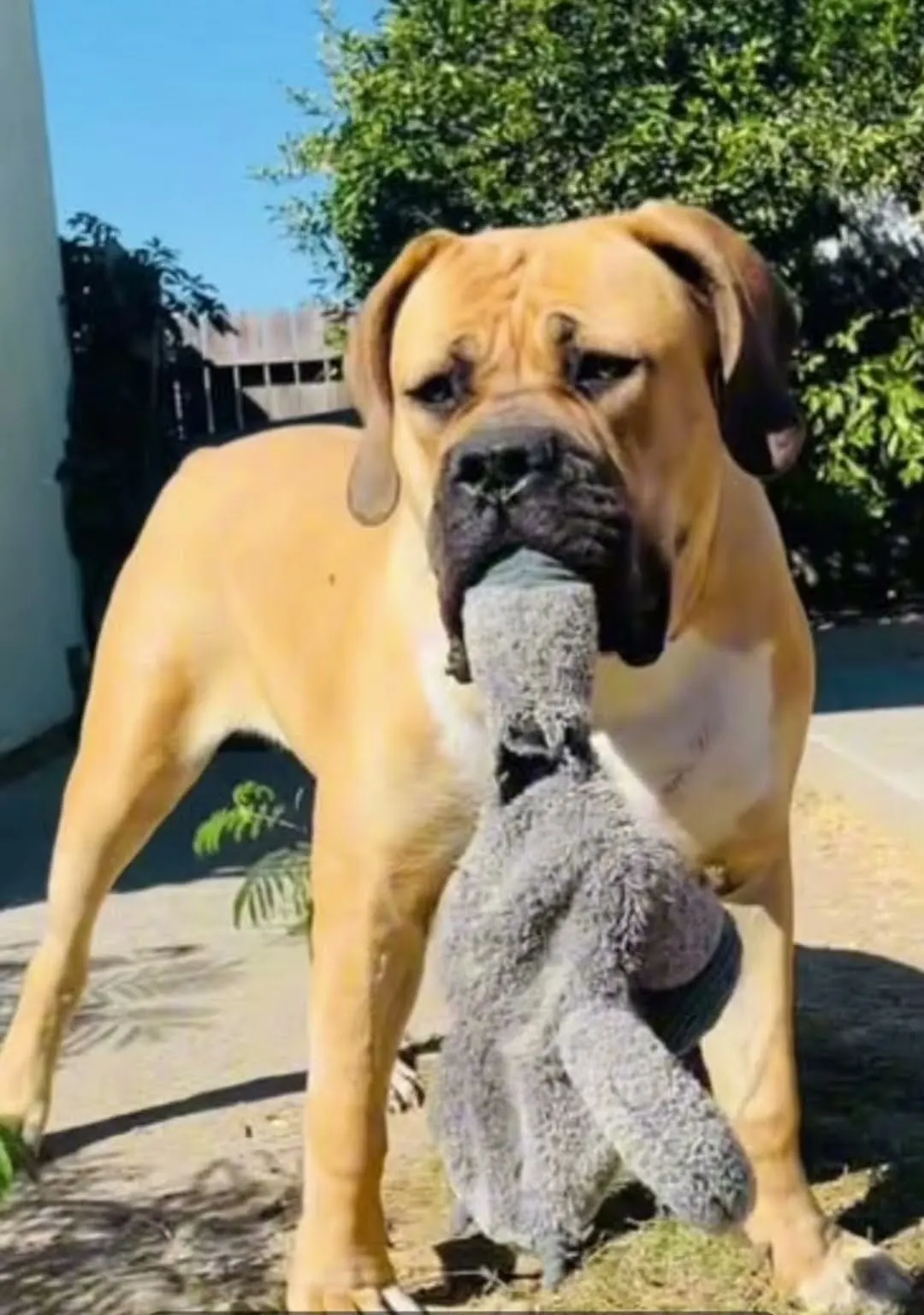 KaYa at ten months, holding a stuffed toy