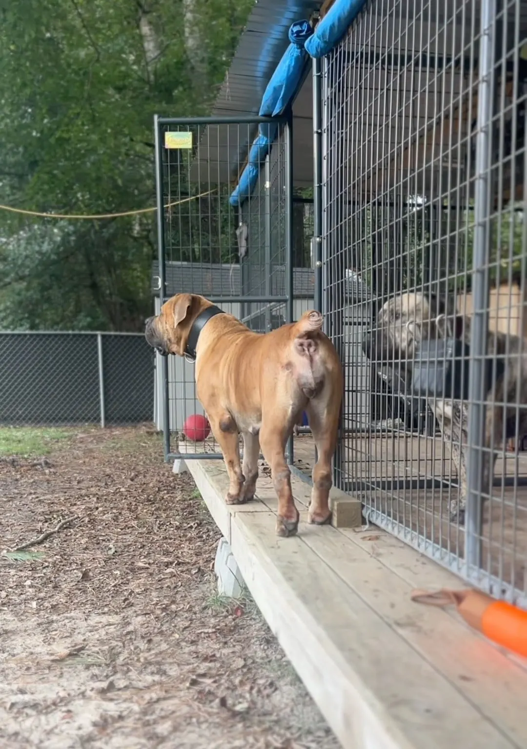 Nova patrolling the kennel deck