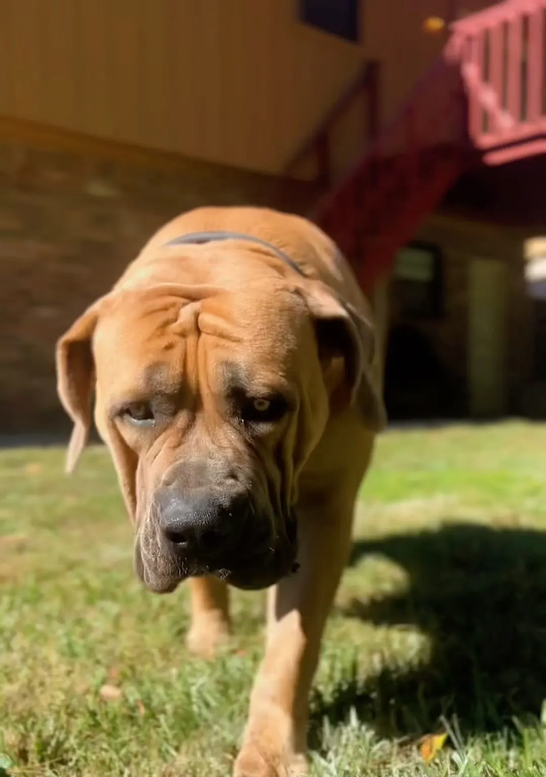 Nova, a red-fawn Boerboel female, walking toward the camera across the grass