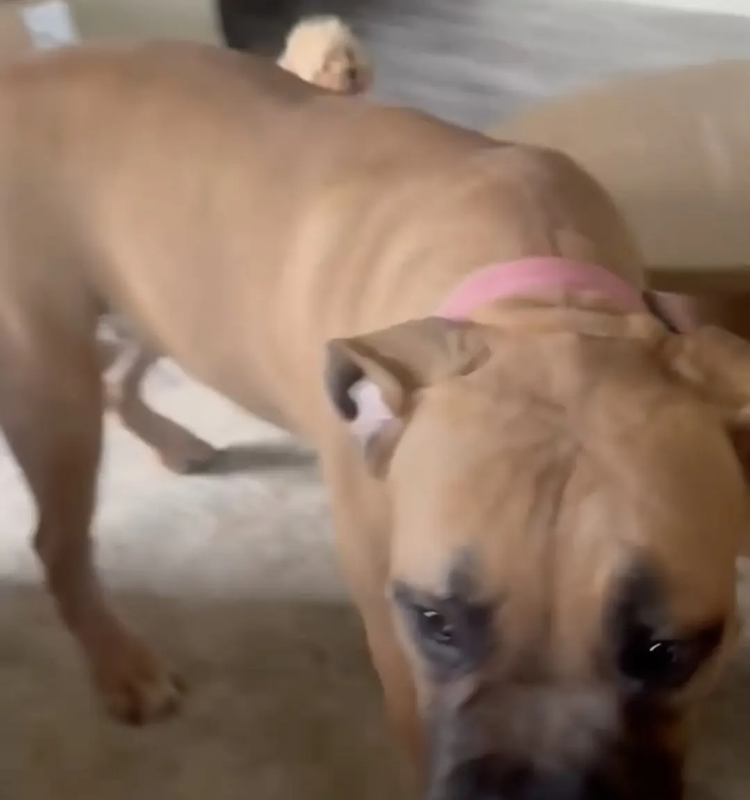 NYLA, a fawn ZuLand pup in a pink collar, at home with her family