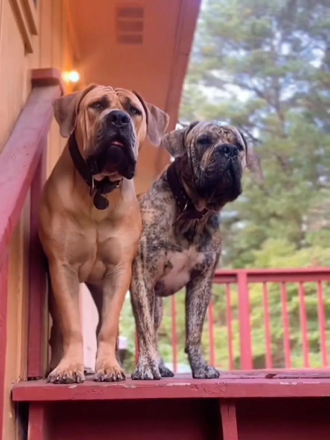 Nova and Zeus side by side on the red back porch