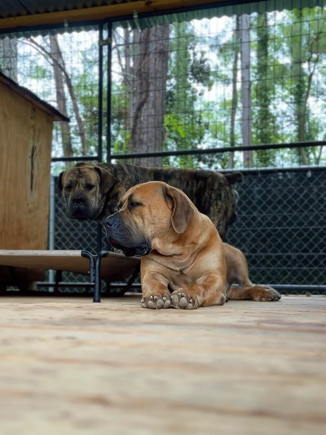 The dogs resting on the kennel deck after a bath