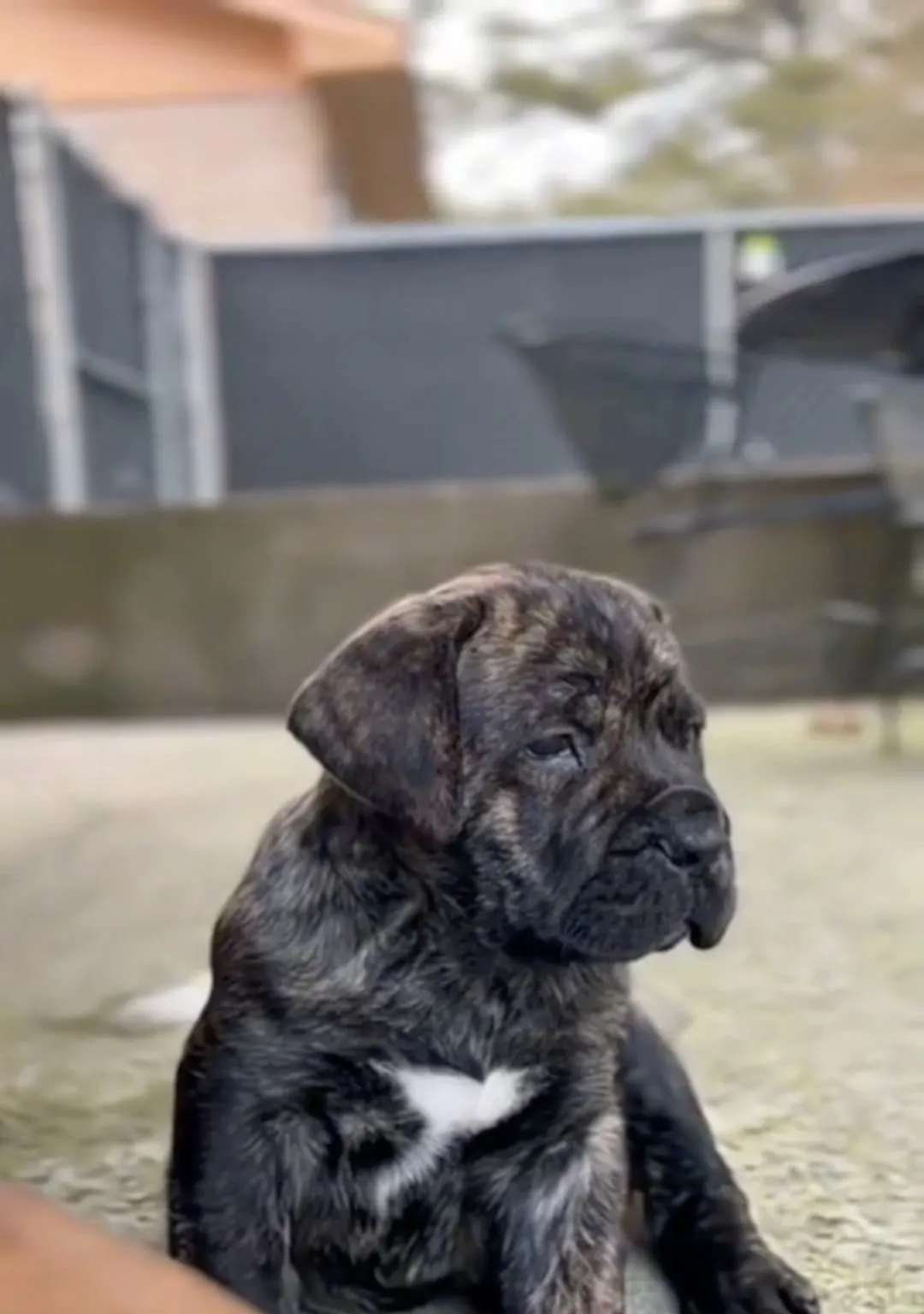 A dark brindle ZuLand puppy sitting up