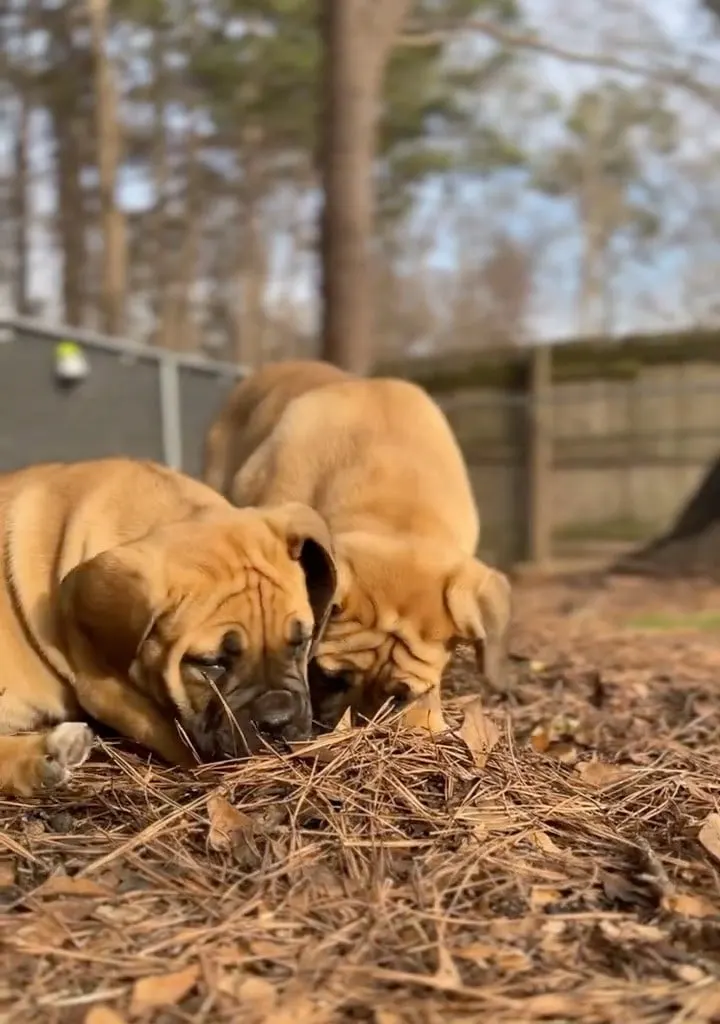 Two puppies nosing through the pine straw
