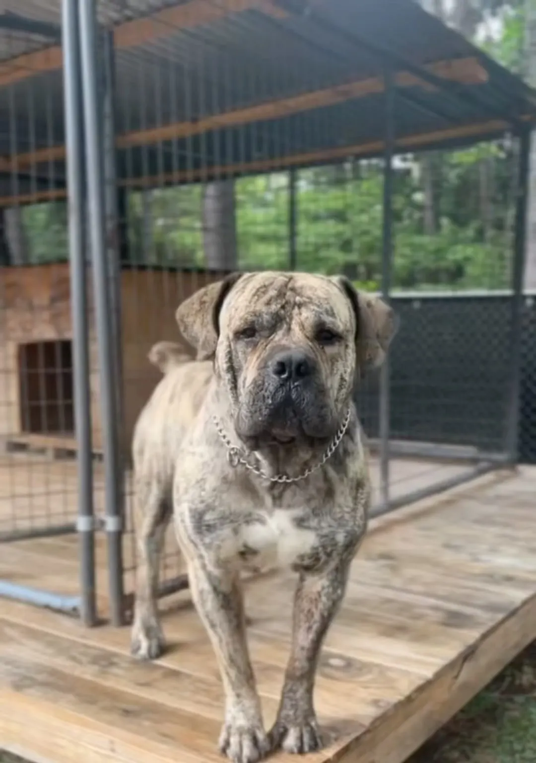 Zeus, a big brown Boerboel male, standing square on the kennel deck
