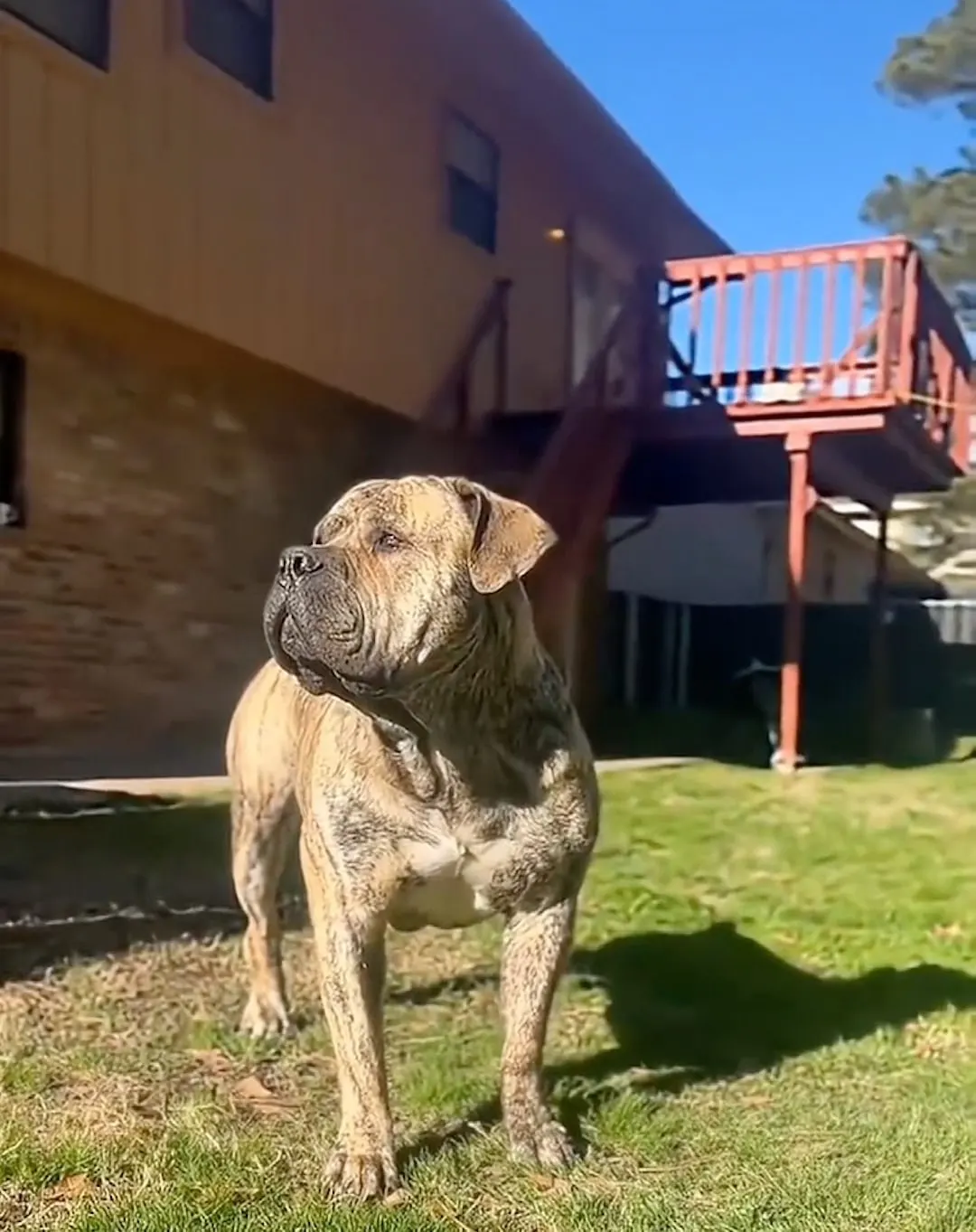 Zeus standing in the sunny yard with the house behind him
