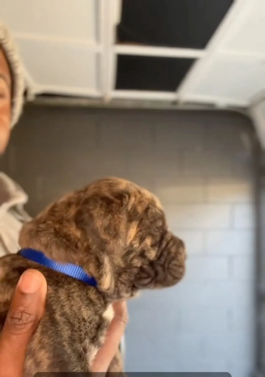 Zoe as a brindle puppy, held up in one hand